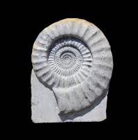 Ammonite (60 cm)